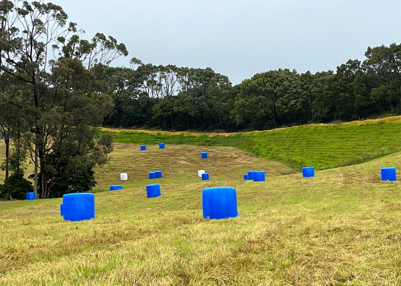 Our local farmer clearly has a sense of design.  One Pigeon Takatu borders on to farmland